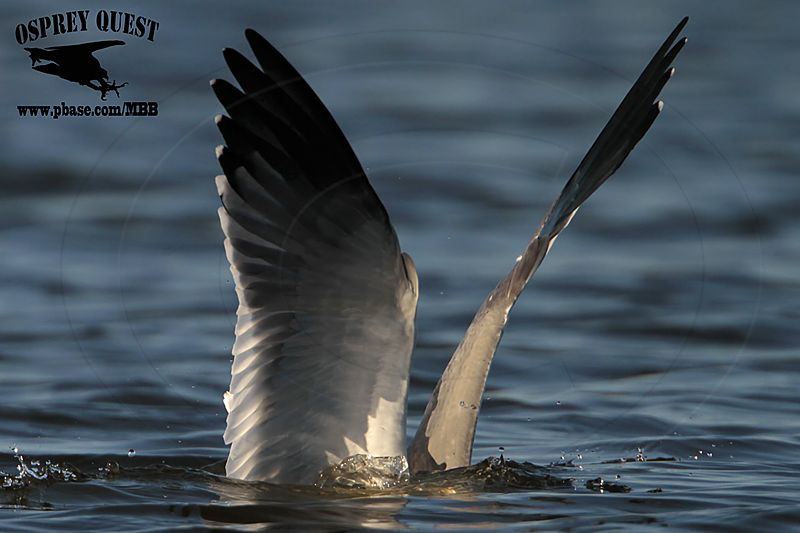 _MG_8085 Laughing Gull.jpg