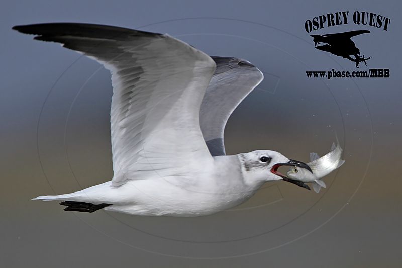 _MG_5946 Laughing Gull.jpg