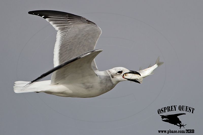 _MG_5960 Laughing Gull.jpg
