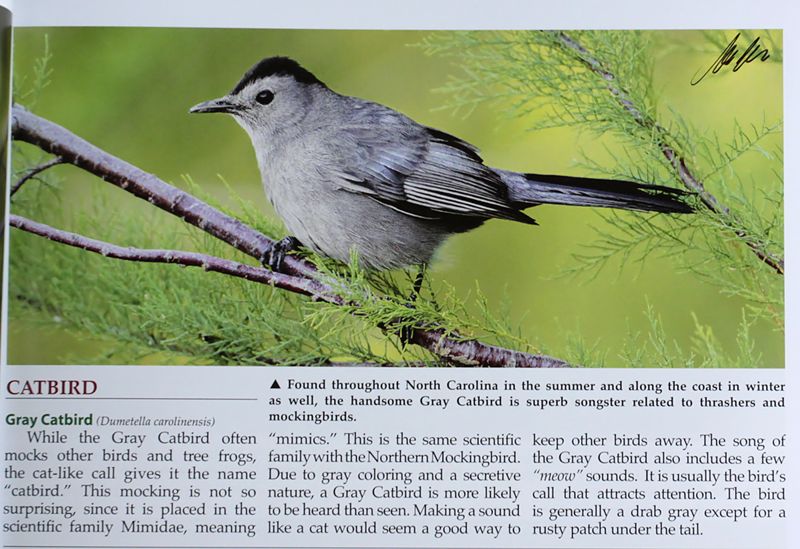 NC-Catbird.jpg
