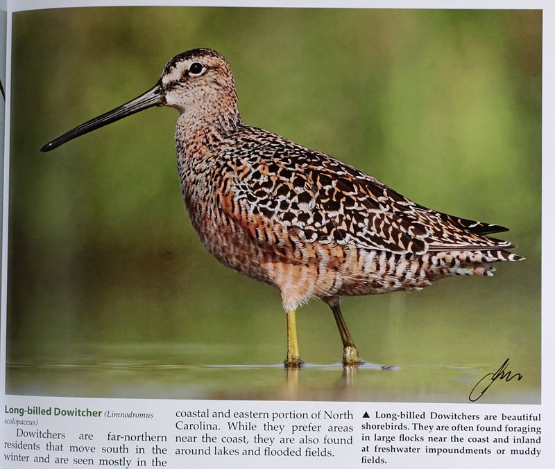 NC-Long-billed Dowitcher.jpg