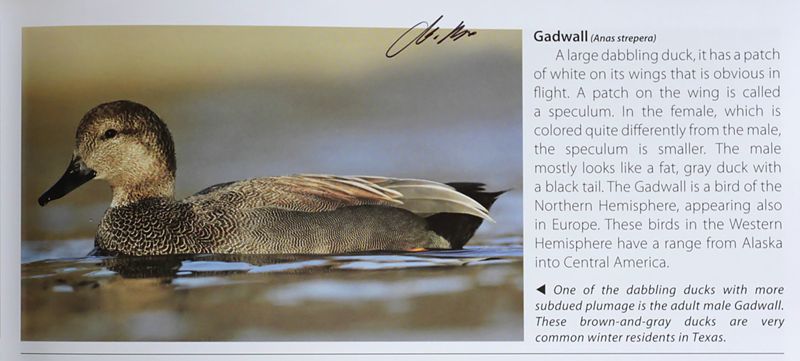 TX-Gadwall.jpg