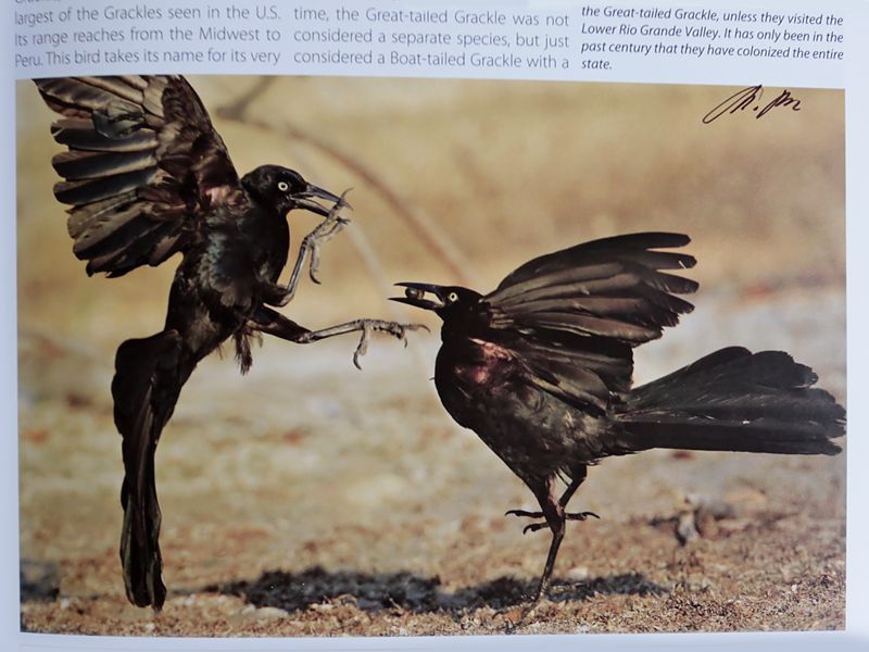 TX-Great-tailed Grackle.jpg