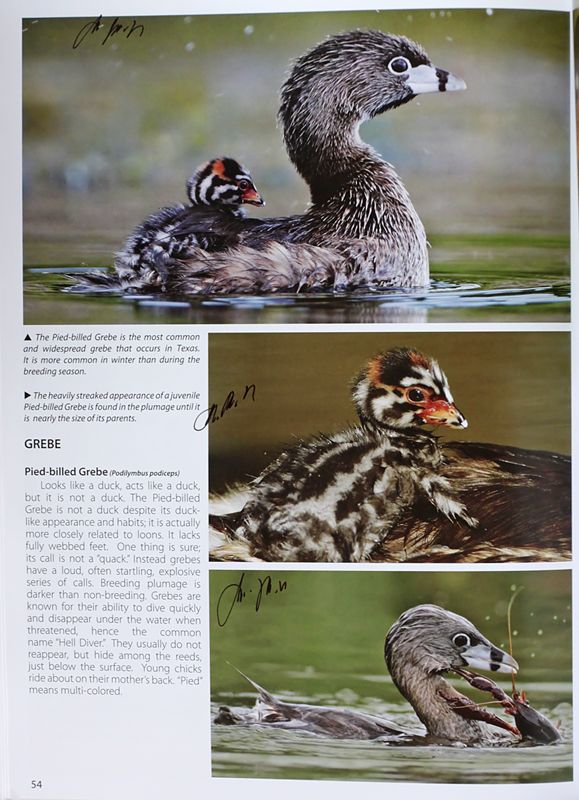 TX-Pied-billed Grebe.jpg