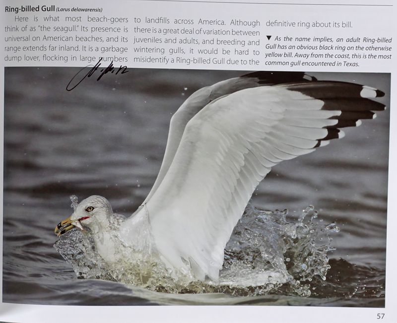 TX-Ring-billed Gull.jpg