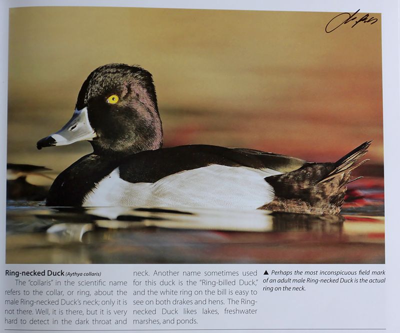 TX-Ring-necked Duck.jpg