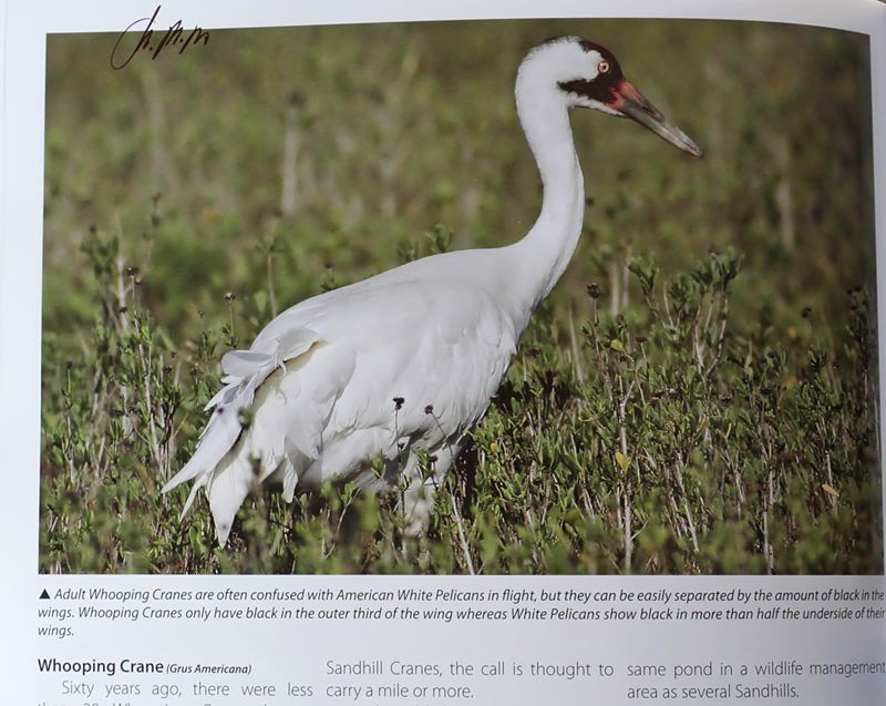 TX-Whooping Crane.jpg
