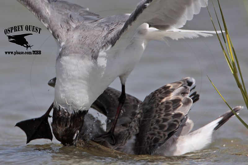 _MG_2442 Laughing Gull.jpg