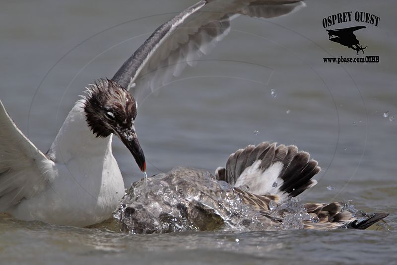 _MG_2444 Laughing Gull.jpg