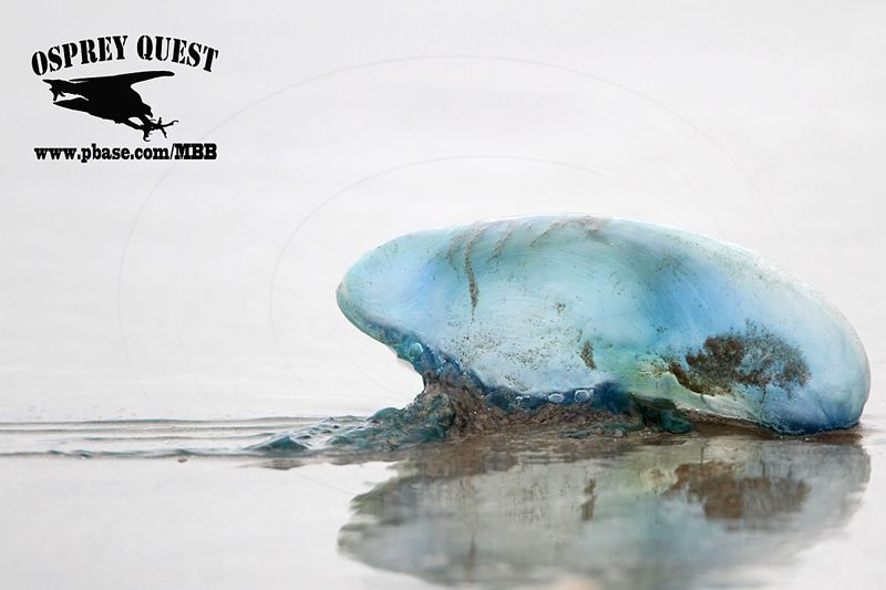 _MG_4485 Portuguese man-of-war.jpg