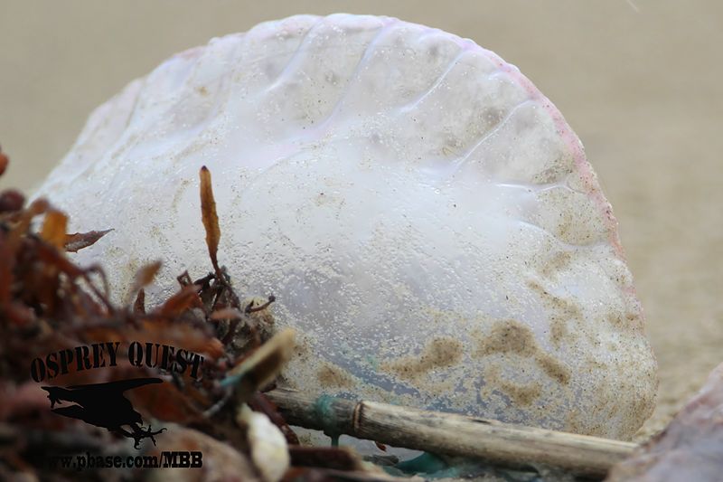 _MG_5793 Portuguese man-of-war.jpg