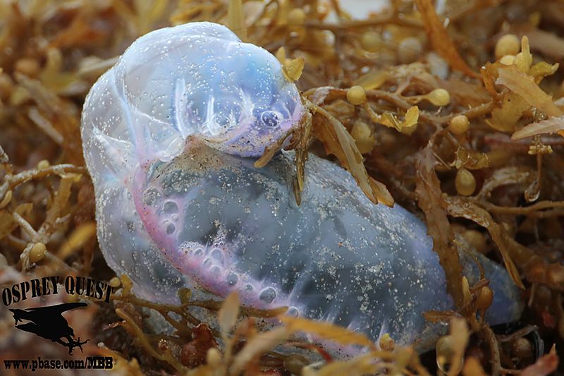 _MG_5956 Portuguese man-of-war.jpg