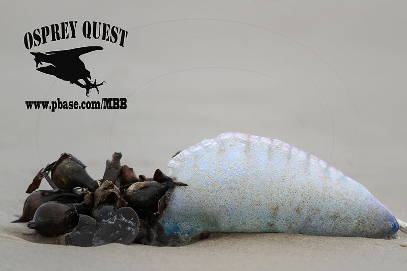 _MG_6106 Portuguese man-of-war.jpg