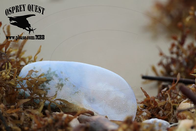 _MG_6223 Portuguese man-of-war.jpg