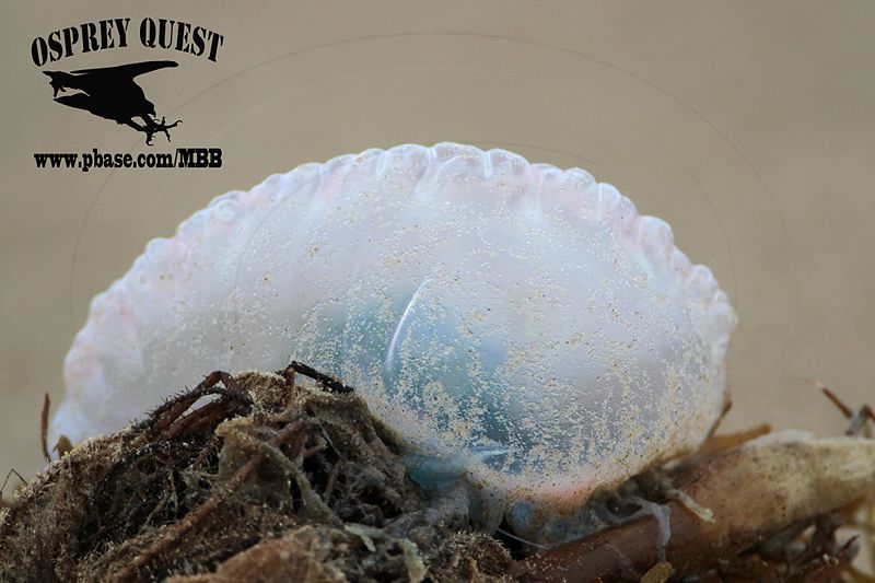 _MG_6227 Portuguese man-of-war.jpg