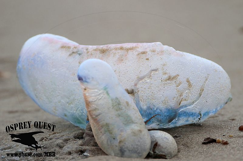 _MG_6354 Portuguese man-of-war.jpg