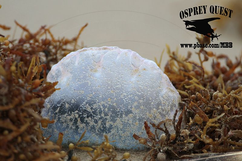 _MG_6419 Portuguese man-of-war.jpg