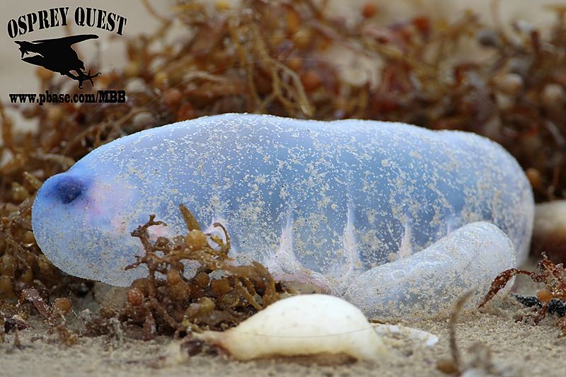 _MG_6488 Portuguese man-of-war.jpg