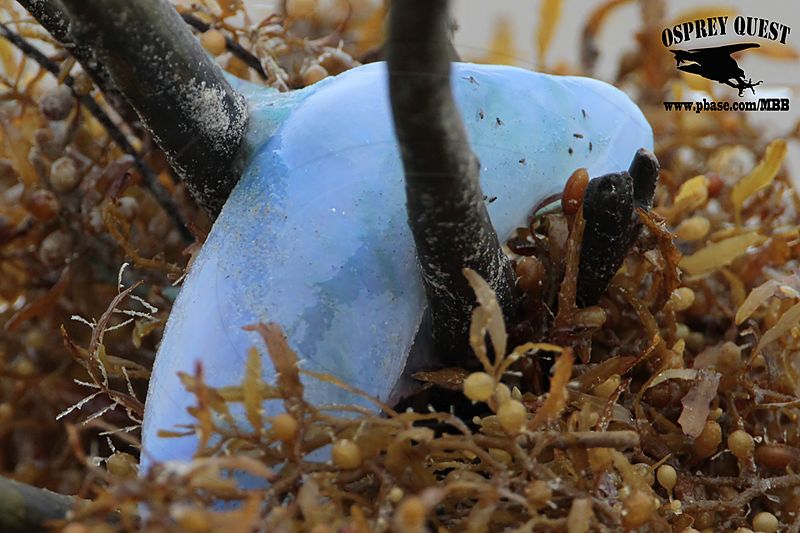 _MG_6584 Portuguese man-of-war.jpg