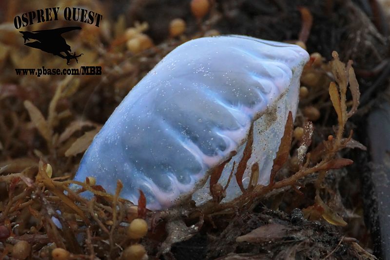 _MG_9106 Portuguese man-of-war.jpg