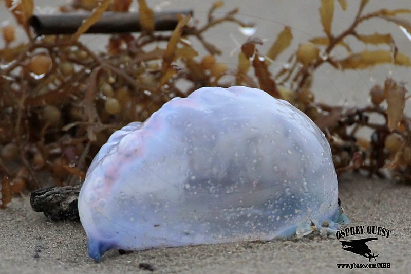 _MG_9422 Portuguese man-of-war.jpg
