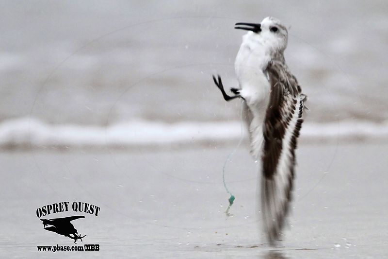 _MG_8738 Sanderling stung by Portuguese man o war .jpg