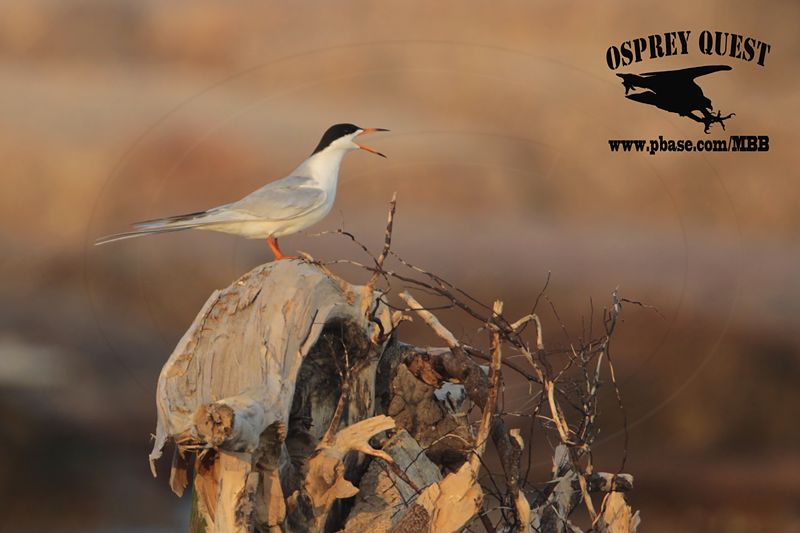 _MG_7592 Forsters Tern.jpg