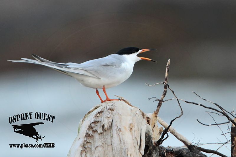 _MG_7838 Forsters Tern.jpg