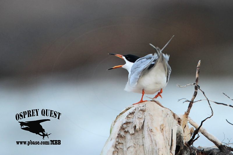 _MG_7854 Forsters Tern.jpg