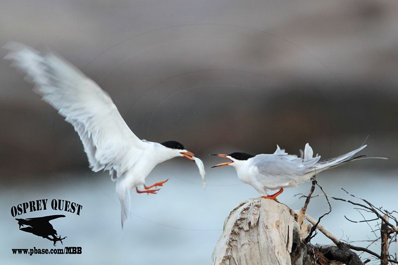 _MG_7871 Forsters Tern.jpg
