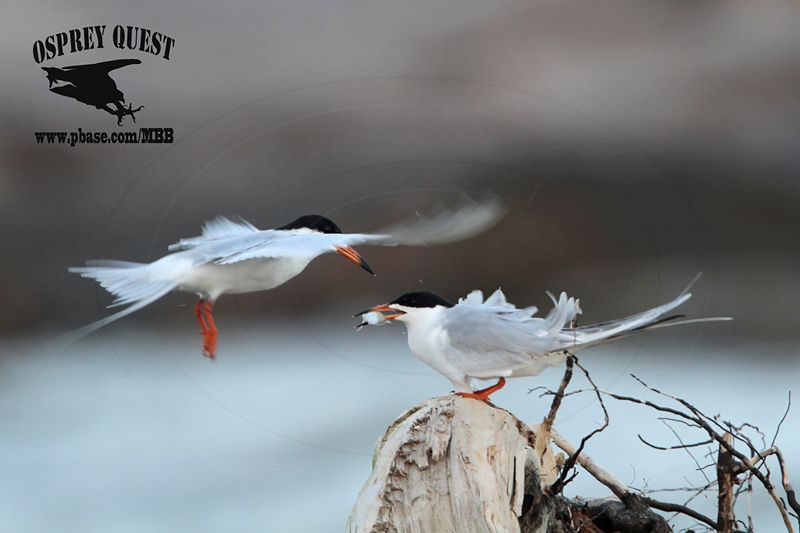 _MG_7873 Forsters Tern.jpg
