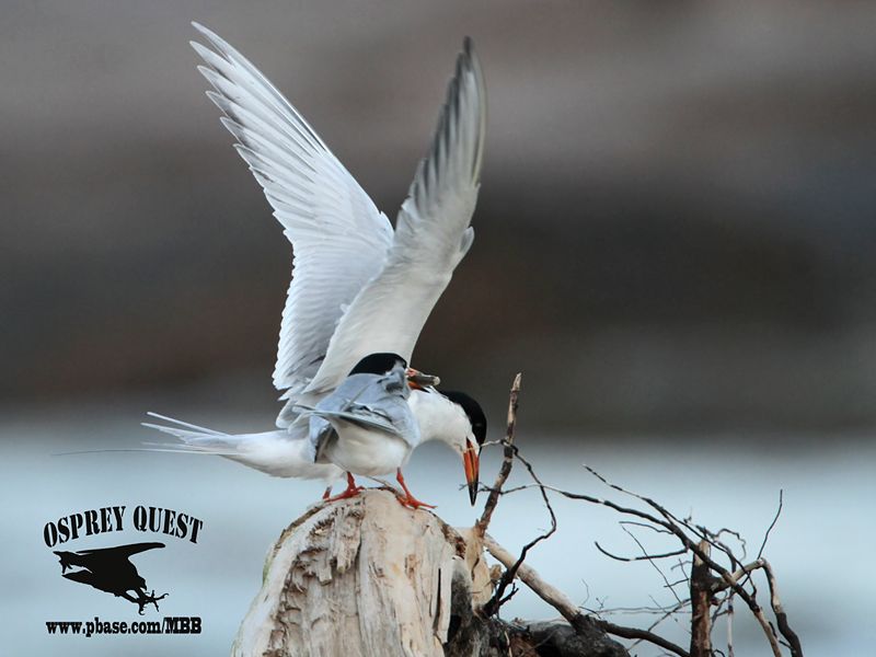 _MG_7878 Forsters Tern.jpg