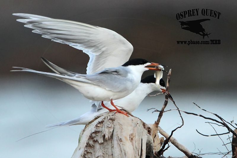 _MG_7882 Forsters Tern.jpg