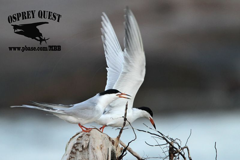 _MG_7888 Forsters Tern.jpg