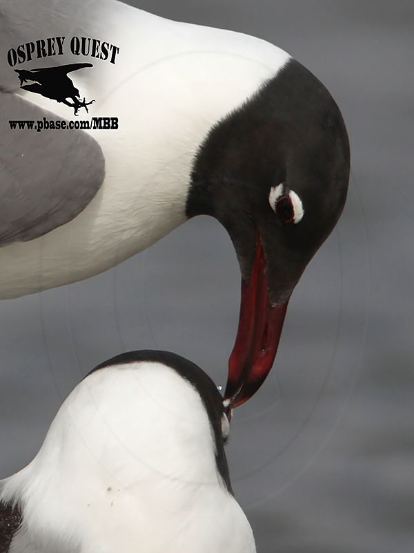 _MG_5244crop Laughing Gull.jpg
