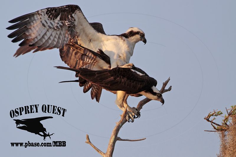 _MG_1933 Osprey.jpg