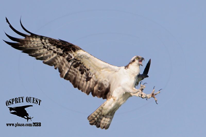 _MG_6783 Osprey.jpg