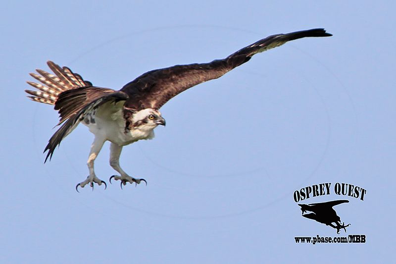 _MG_6786 Osprey.jpg