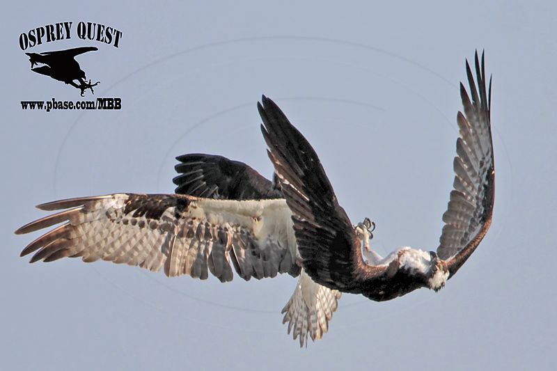 _MG_6990 Osprey.jpg