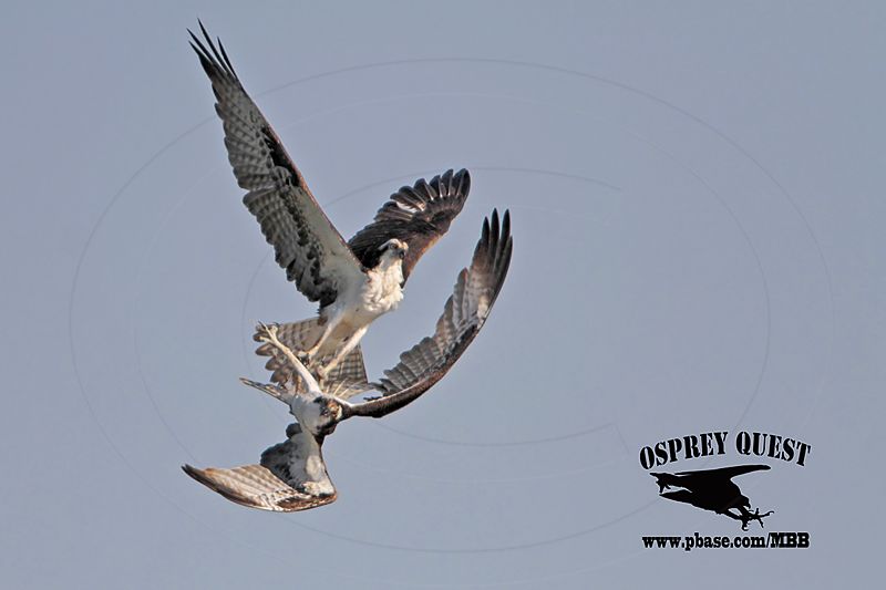 _MG_6992 Osprey.jpg