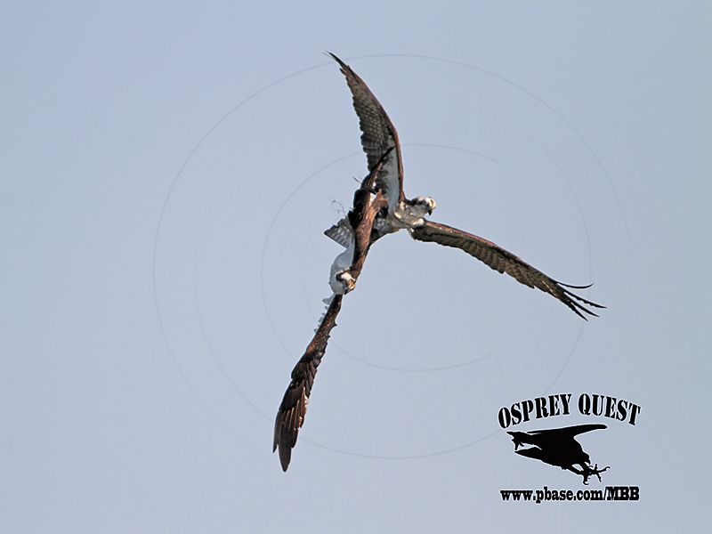 _MG_6993 Osprey.jpg