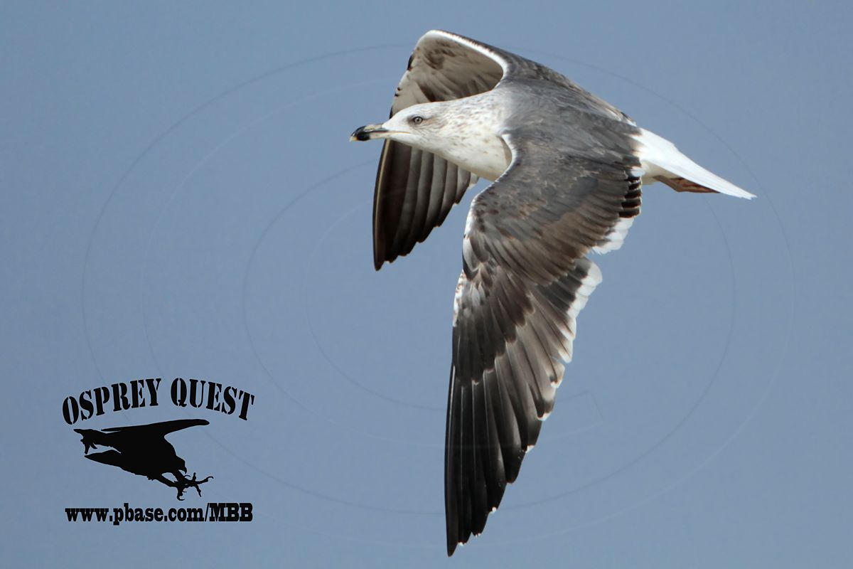 _MG_2766 Lesser Black-backed Gull#1 3cy Feb5.jpg