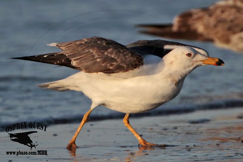 _MG_3980 Lesser Black-backed Gull 3cyApr21.jpg