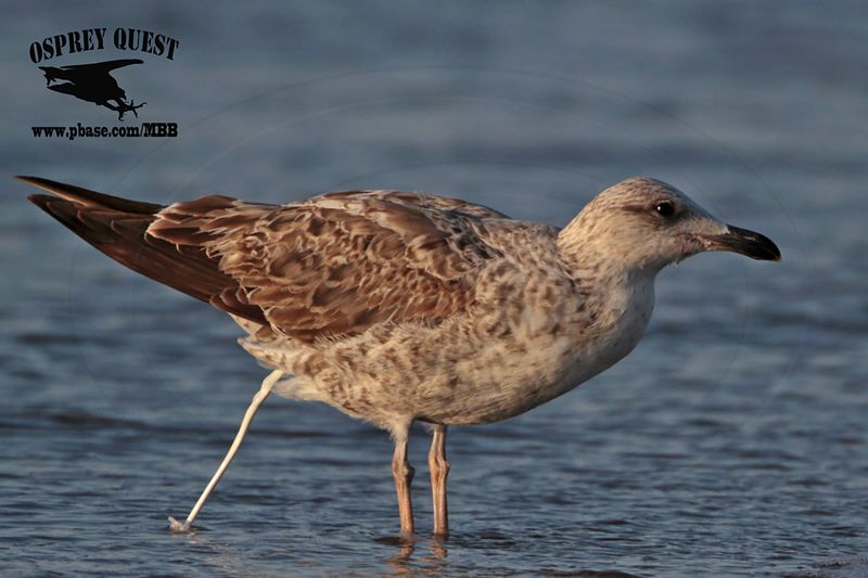 _MG_3995 Lesser Black-backed Gull 2cyApr21.jpg