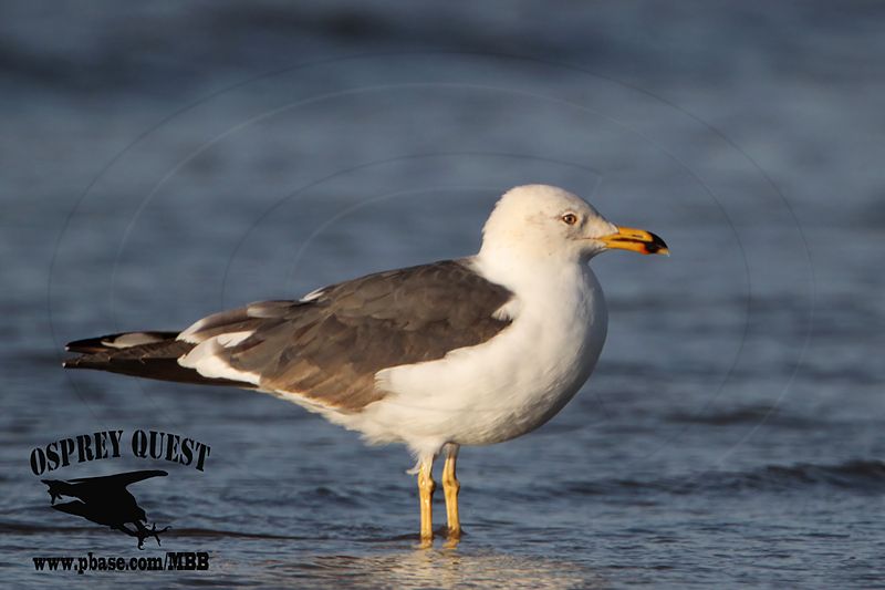 _MG_4225 Lesser Black-backed Gull#1 3cyApr21.jpg