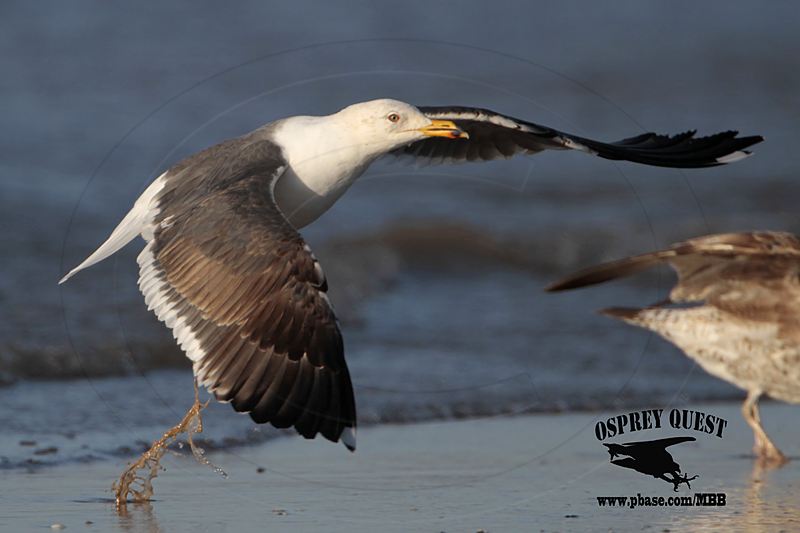 _MG_4239 Lesser Black-backed Gull#1 3cy Apr21.jpg