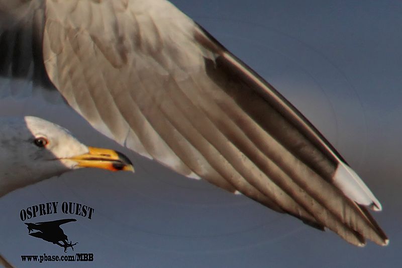_MG_4241crop Lesser Black-backed Gull#1 3cyApr21.jpg