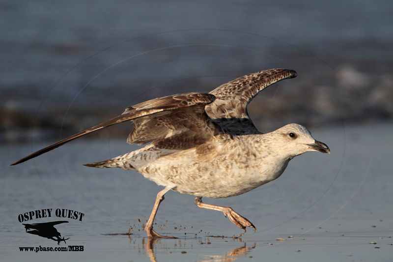 _MG_4333 Lesser Black-backed Gull 2cyApr21.jpg