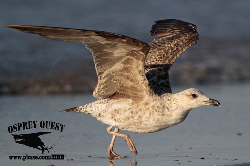 _MG_4334 Lesser Black-backed Gull 2cyApr21.jpg