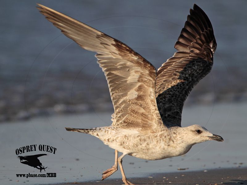 _MG_4336 Lesser Black-backed Gull 2cyApr21.jpg